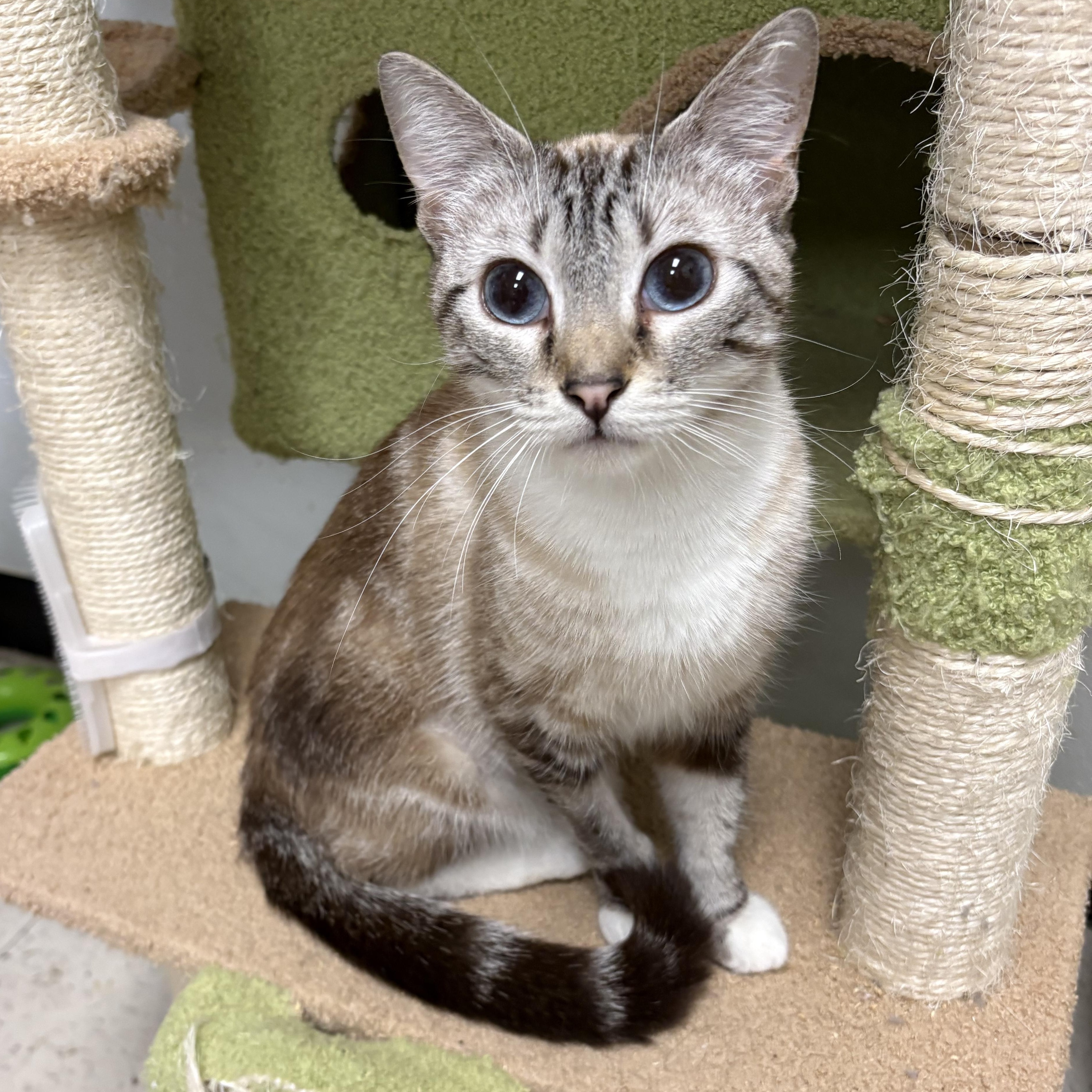 Enlarge Adoption Event Sat 28th Petsmart Wayne 1130, a Adoptable Siamese in Wayne , NJ image 3/5