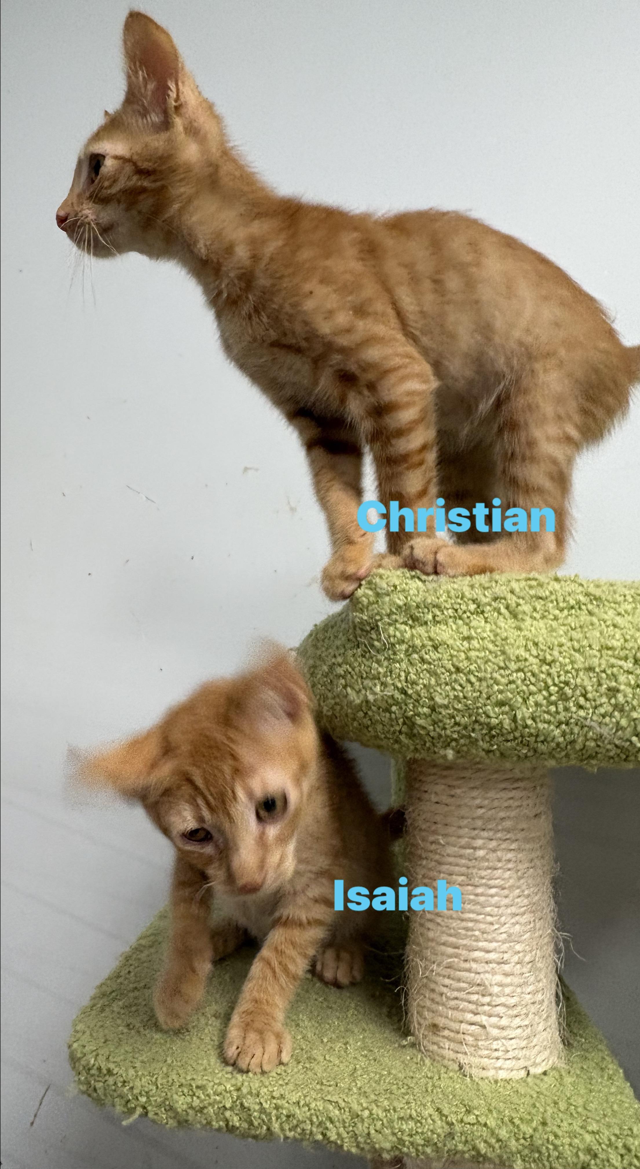 Enlarge Adoption Event Sat 28th Petsmart Wayne 1130, a Adoptable Siamese in Wayne , NJ image 5/5