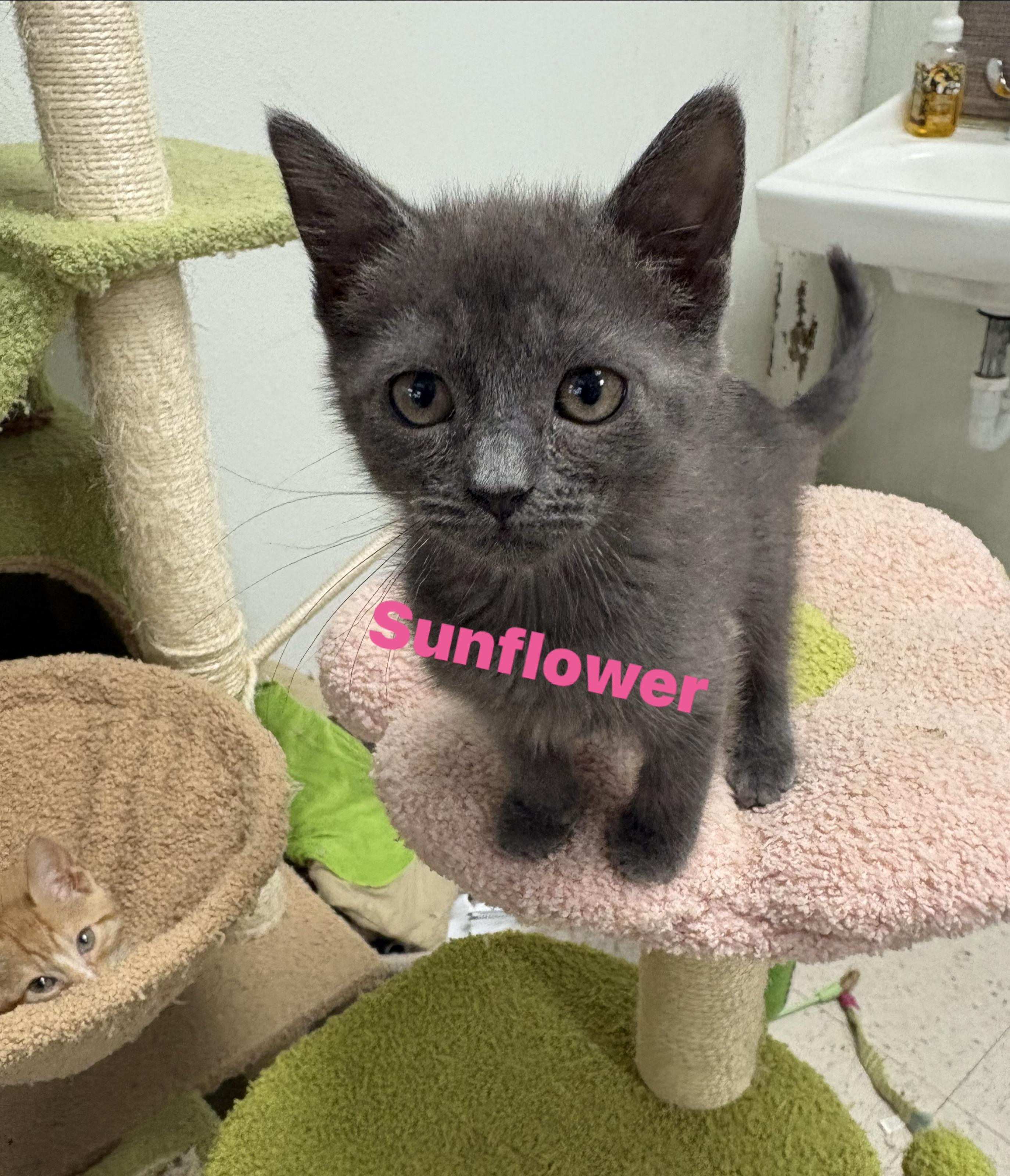 Enlarge Adoption Event Sat 28th Petsmart Wayne 1130, a Adoptable Siamese in Wayne , NJ image 2/5
