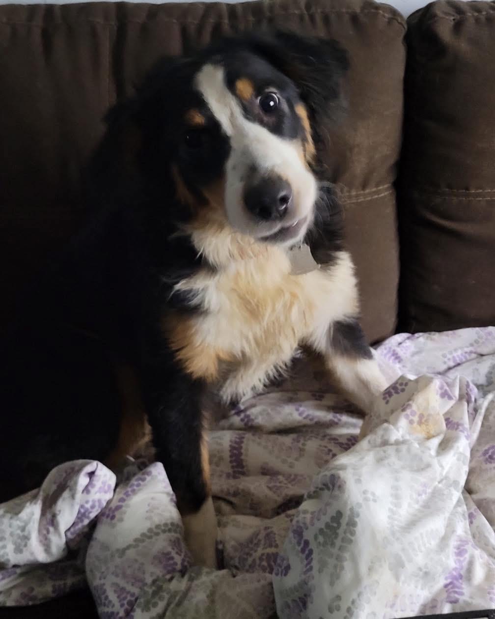 Nubby & Riley thumbnail 3