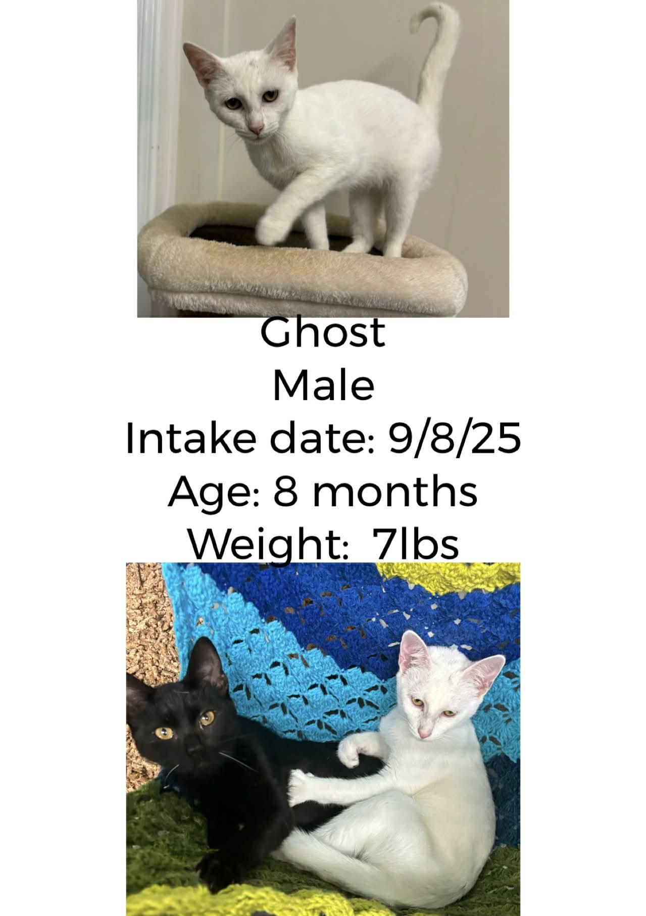 Ghost, adopted, Young Male Domestic Short Hair.