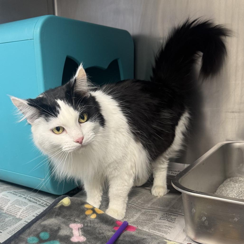 Enlarge Stella, an adopted mixed breed in Kansas City, KS image 1/1