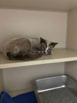 Olivia, adopted, Adult Female Domestic Short Hair.