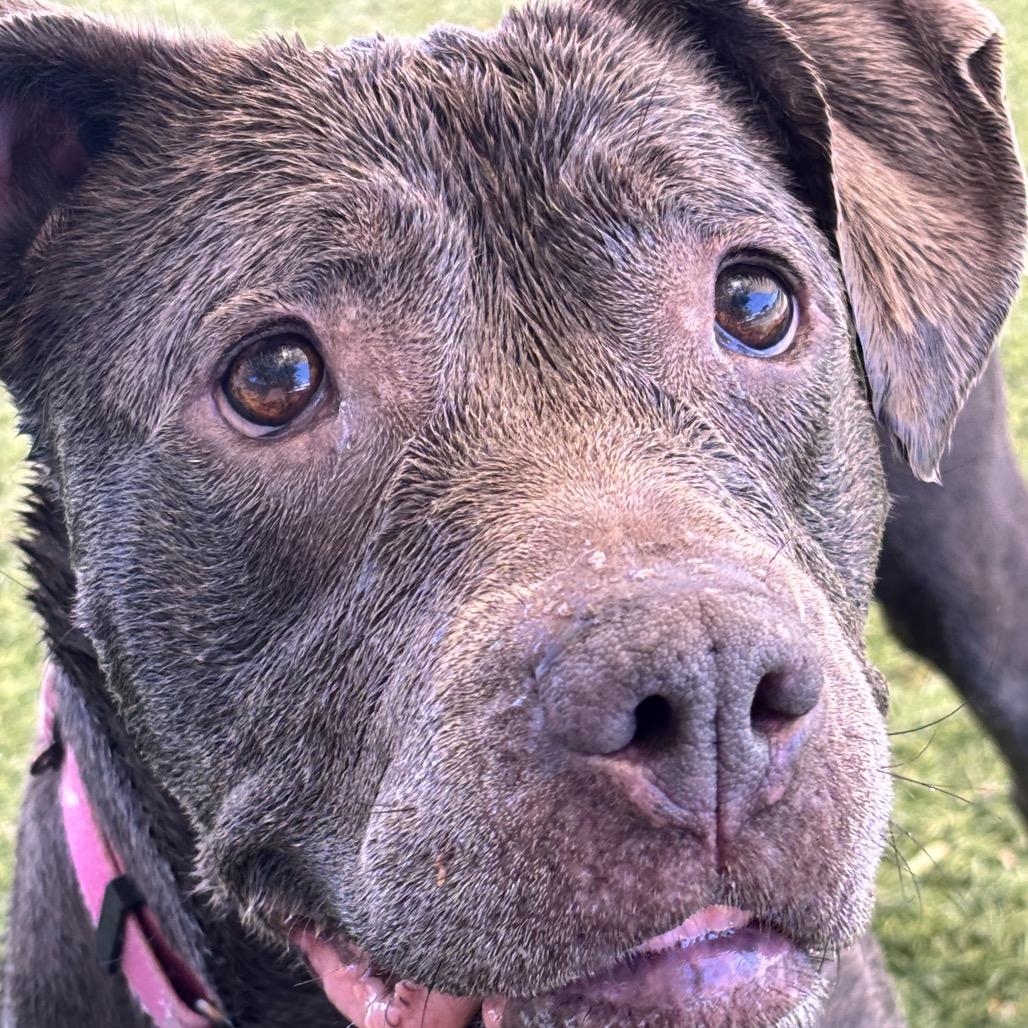Maggie, a Adoptable Pit Bull Terrier in Henderson, NV image 1/4