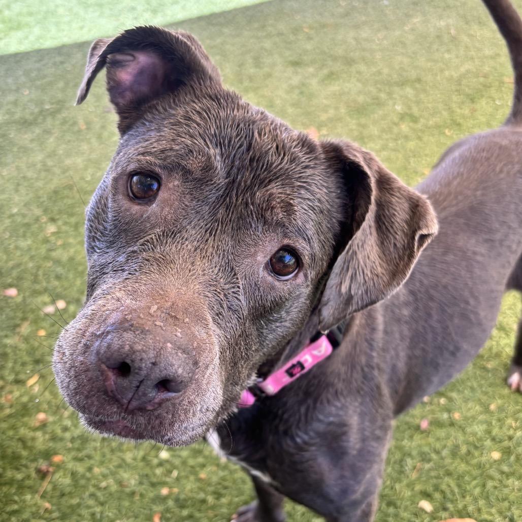 Maggie, a Adoptable Pit Bull Terrier in Henderson, NV image 2/4