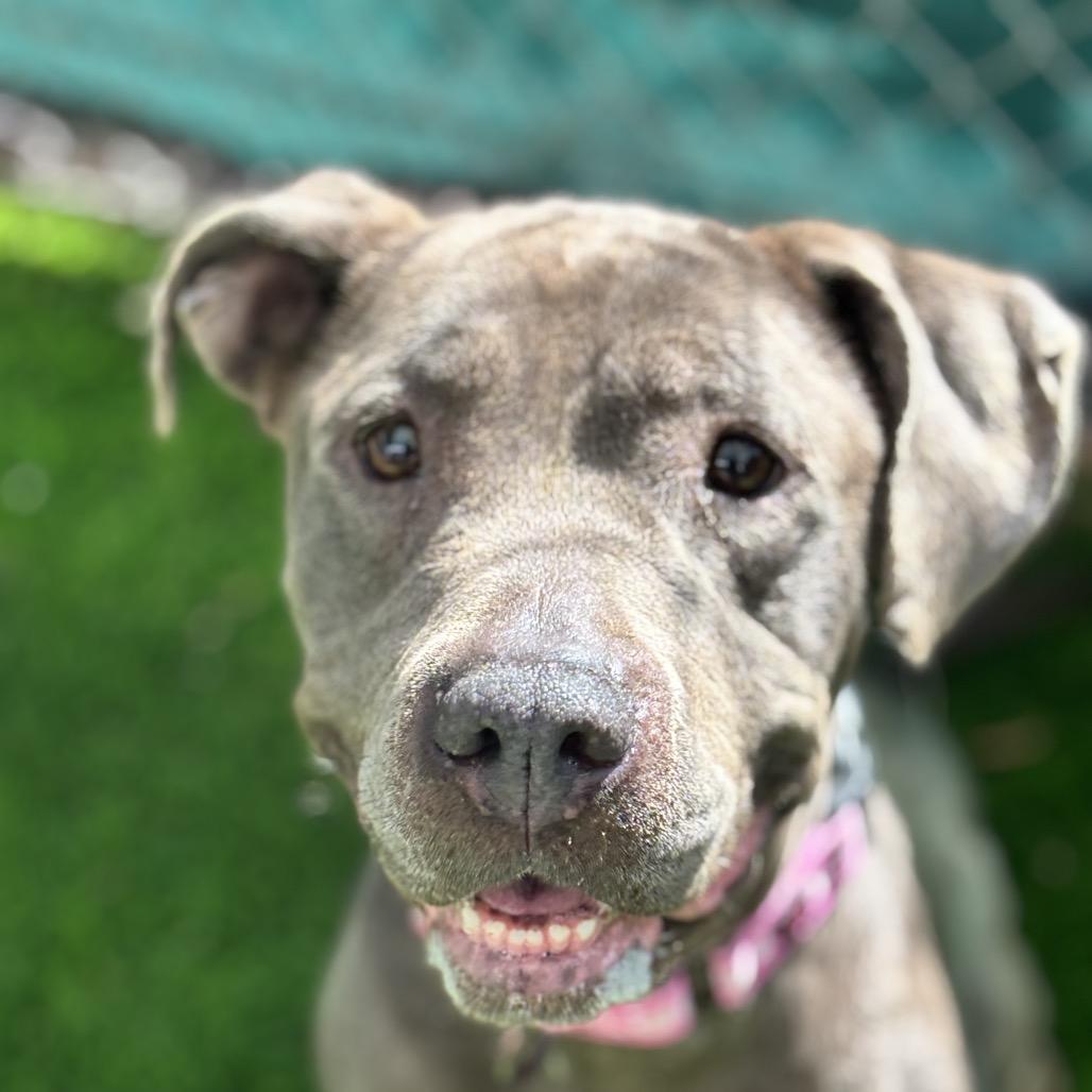 Maggie, Adoptable, Adult Female Pit Bull Terrier.