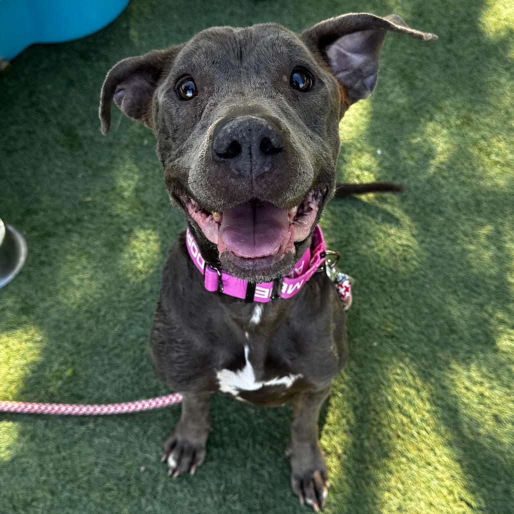 Enlarge Maggie, a Adoptable Pit Bull Terrier in Henderson, NV image 1/1