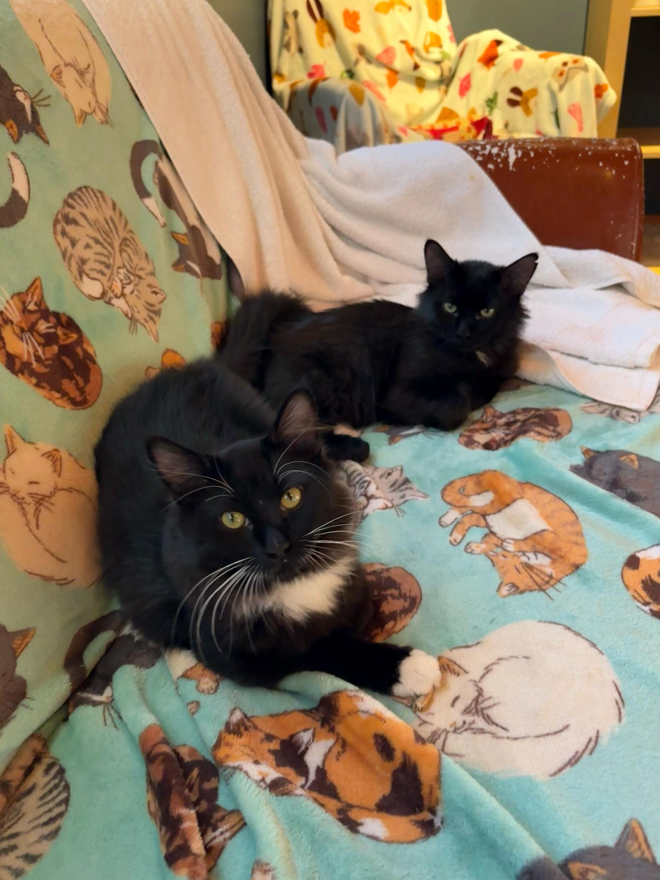 Bugs And Dark Matter thumbnail 3