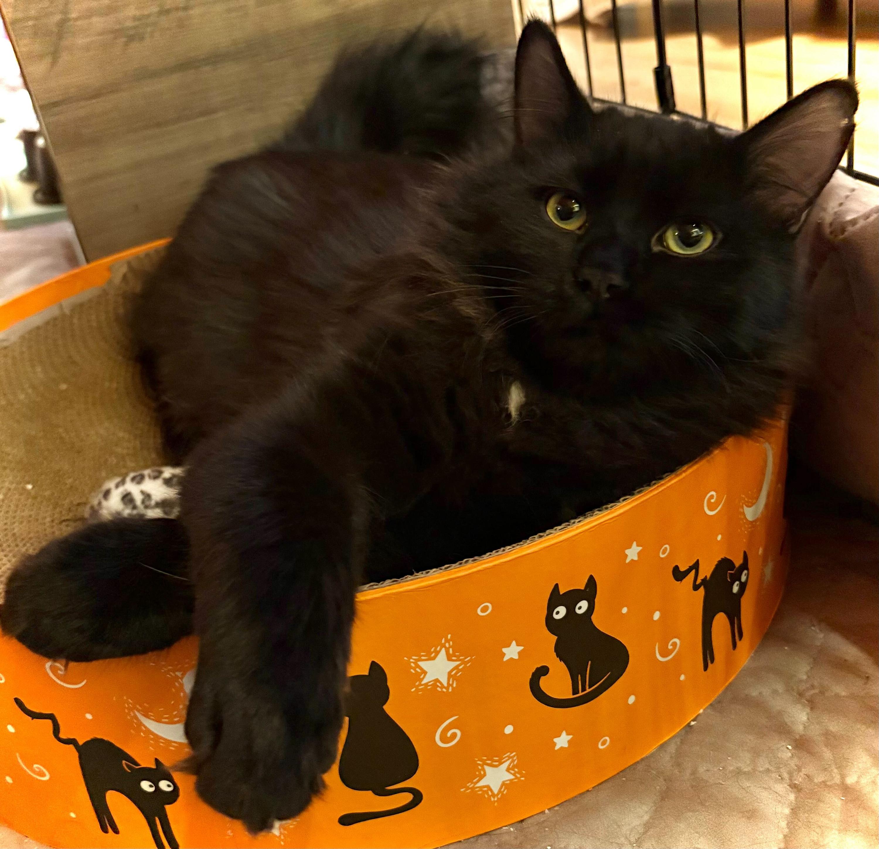 Bugs And Dark Matter thumbnail 4