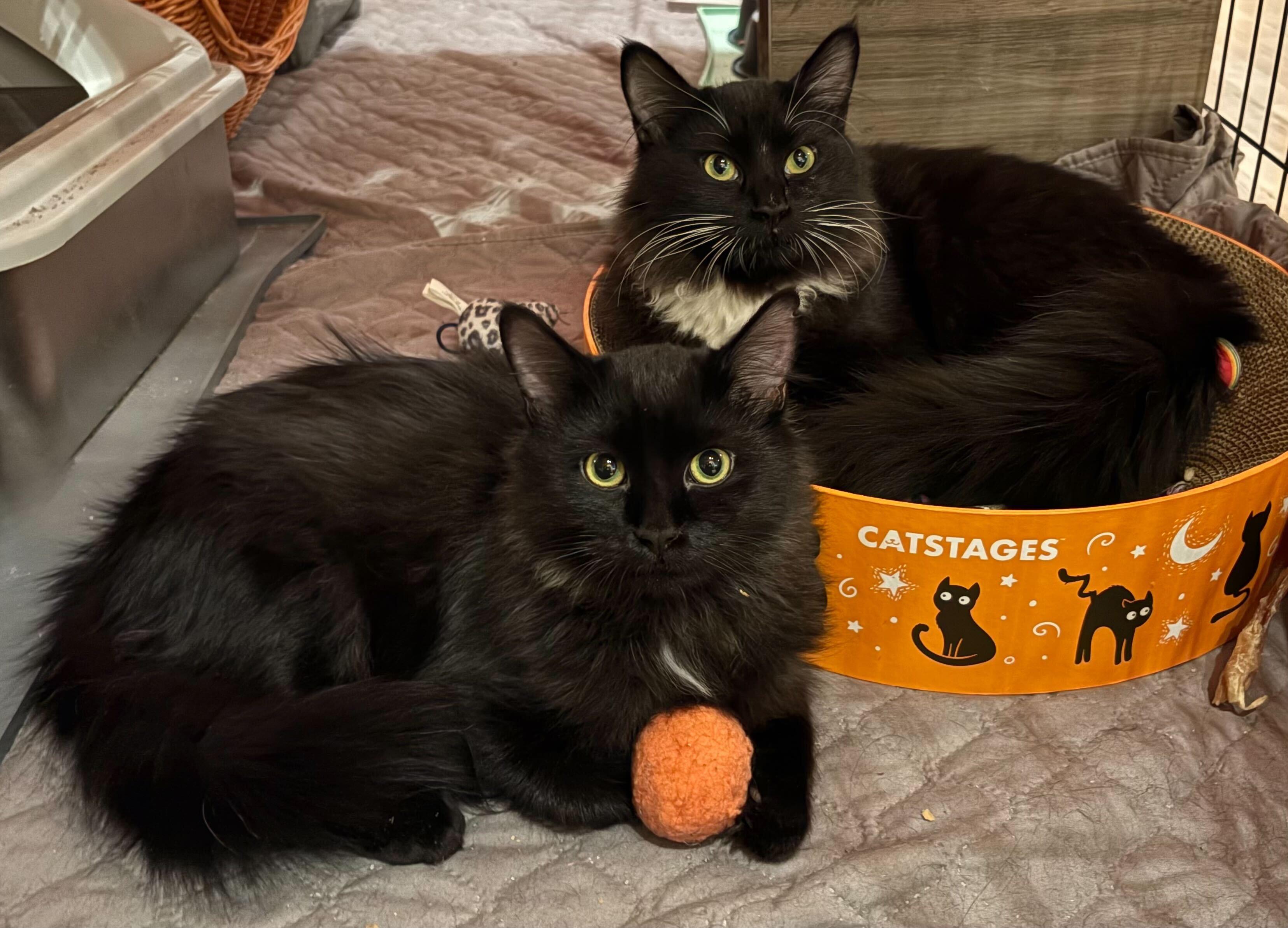 Bugs And Dark Matter