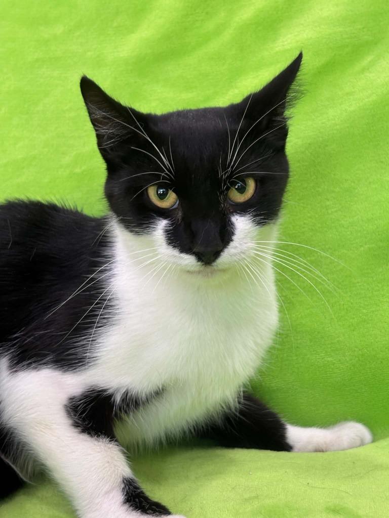 Enlarge CABBIE, a Adoptable mixed breed in Warrenton, NC image 1/1