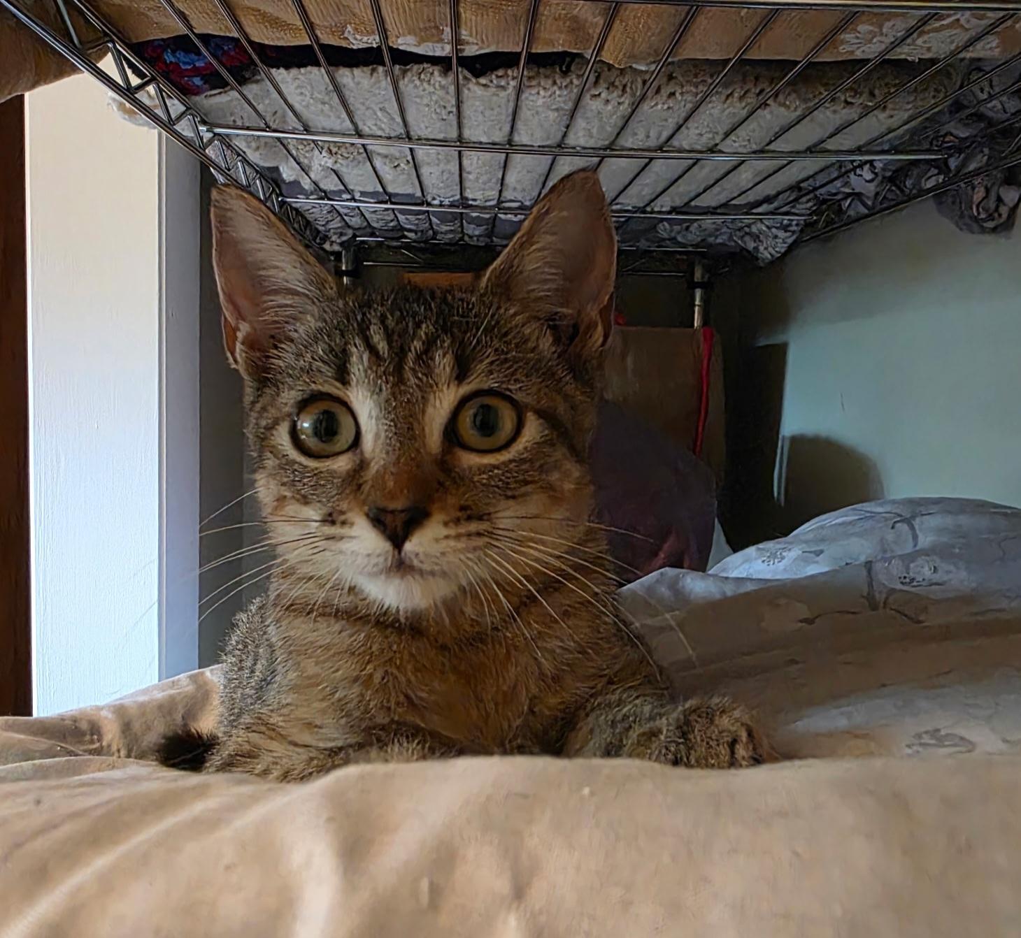Nyles, Adoptable, Kitten Male American Shorthair.