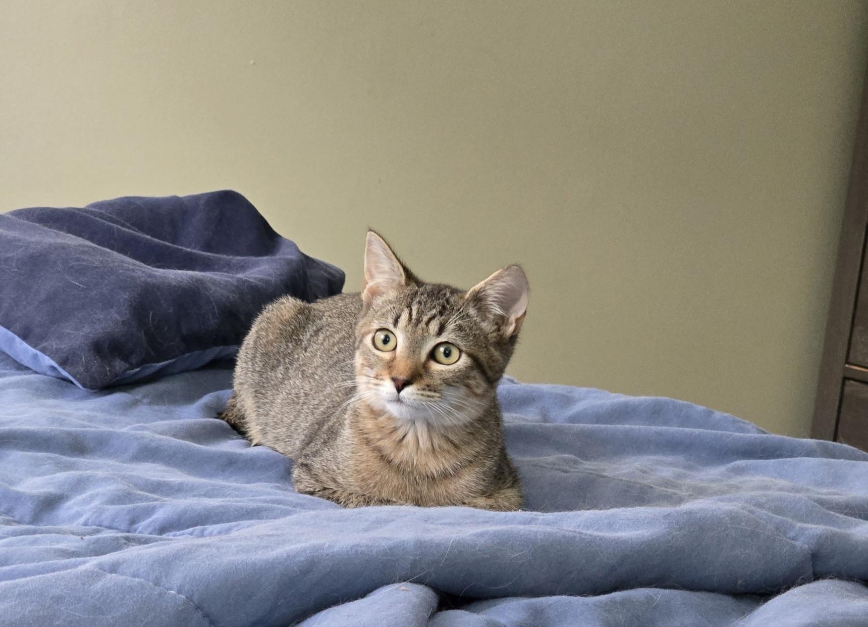 Enlarge Nyles, a Adoptable mixed breed in Brooksville, FL image 5/5