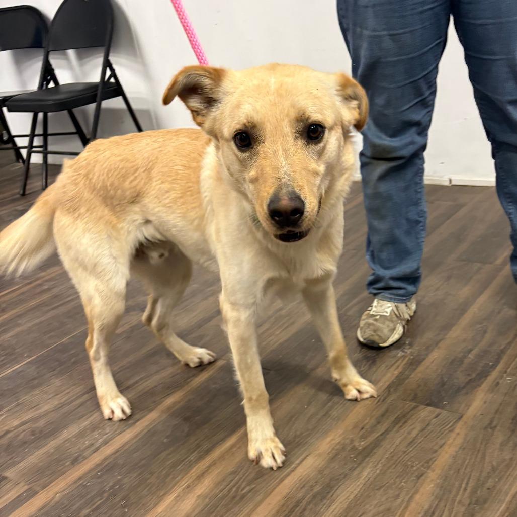 Kaptain, Adoptable, Adult Male Labrador Retriever & Mixed Breed.