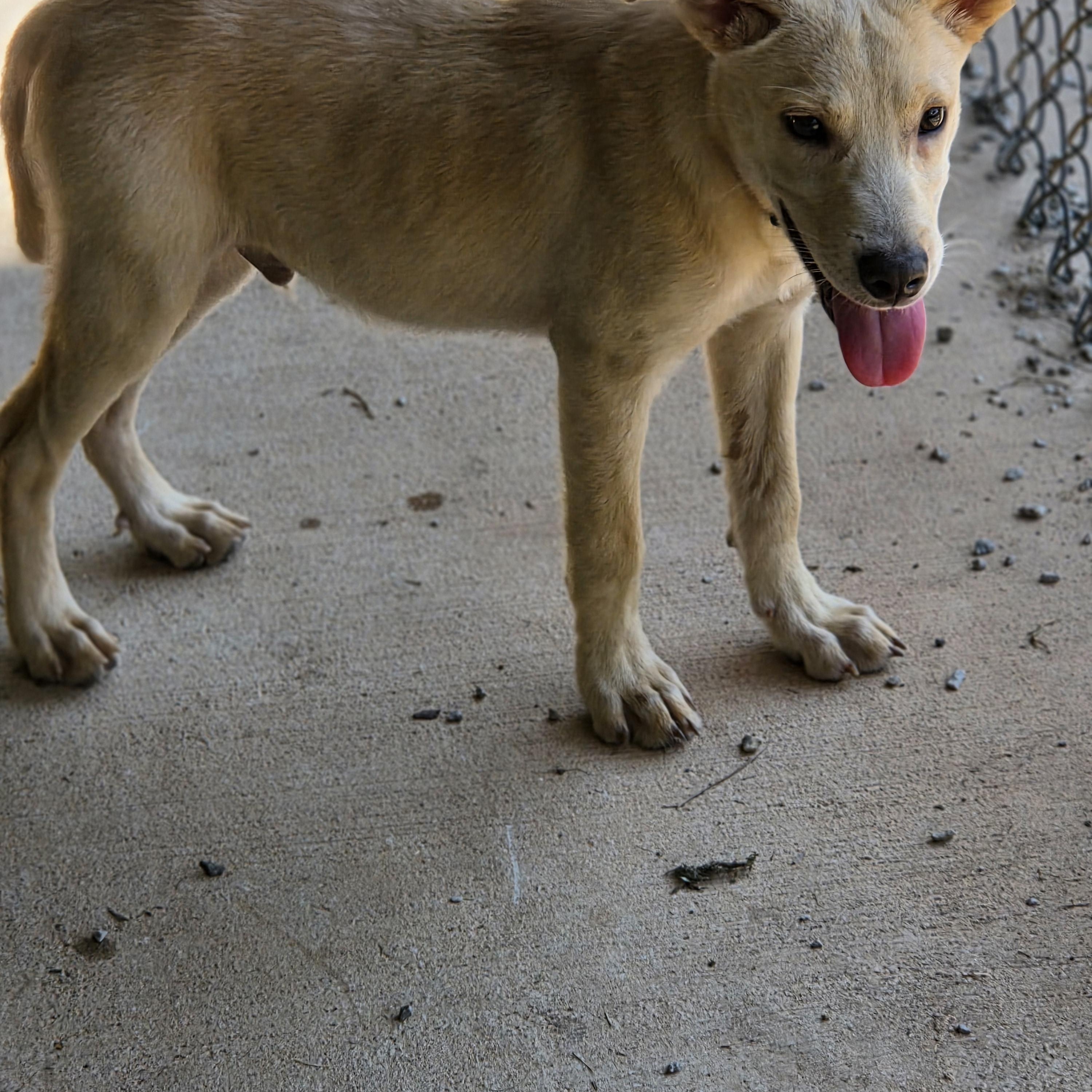 Enlarge Waylon and Willie, a ADOPTABLE mixed breed in Jasper, GA image 5/5