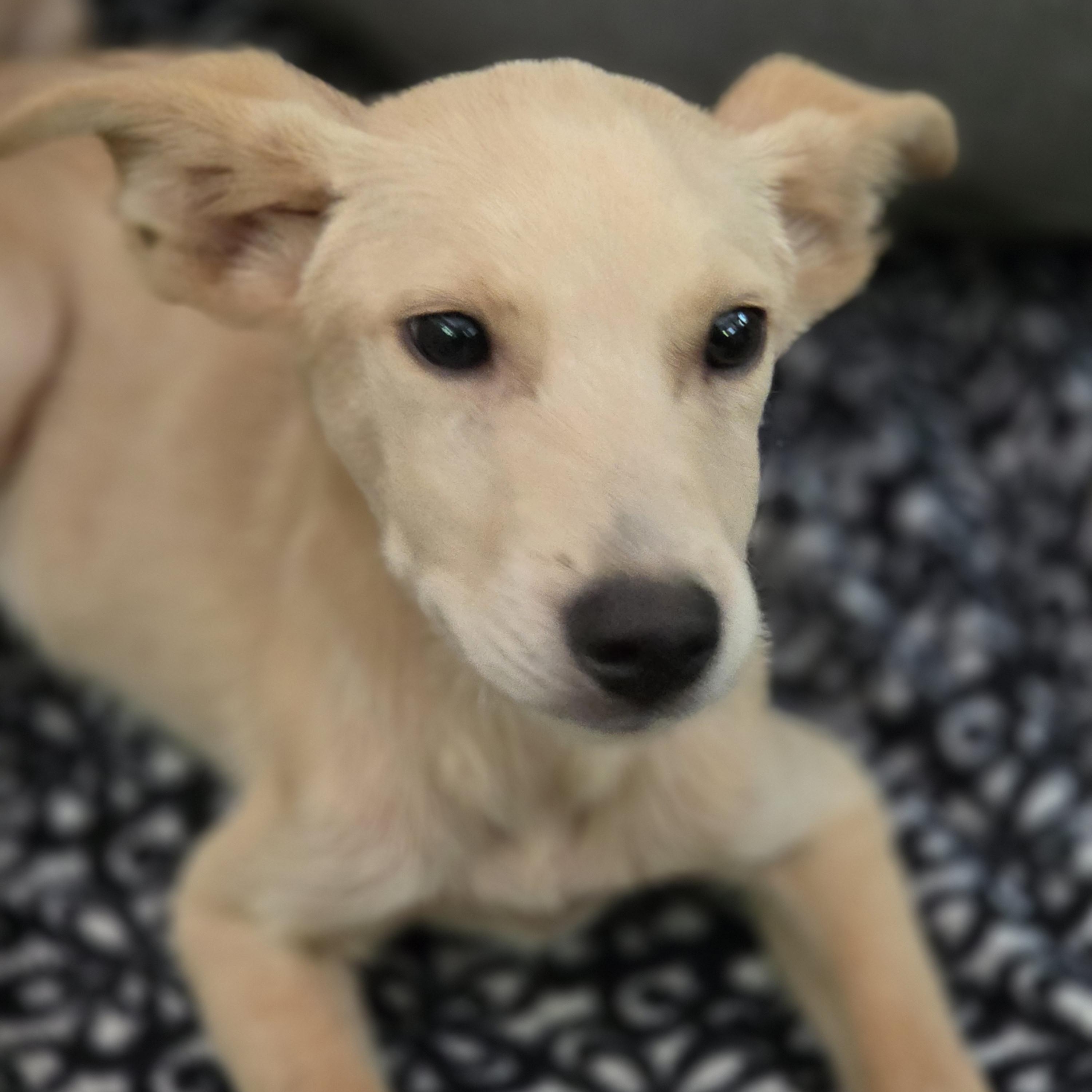 Enlarge Waylon and Willie, a ADOPTABLE mixed breed in Jasper, GA image 2/5