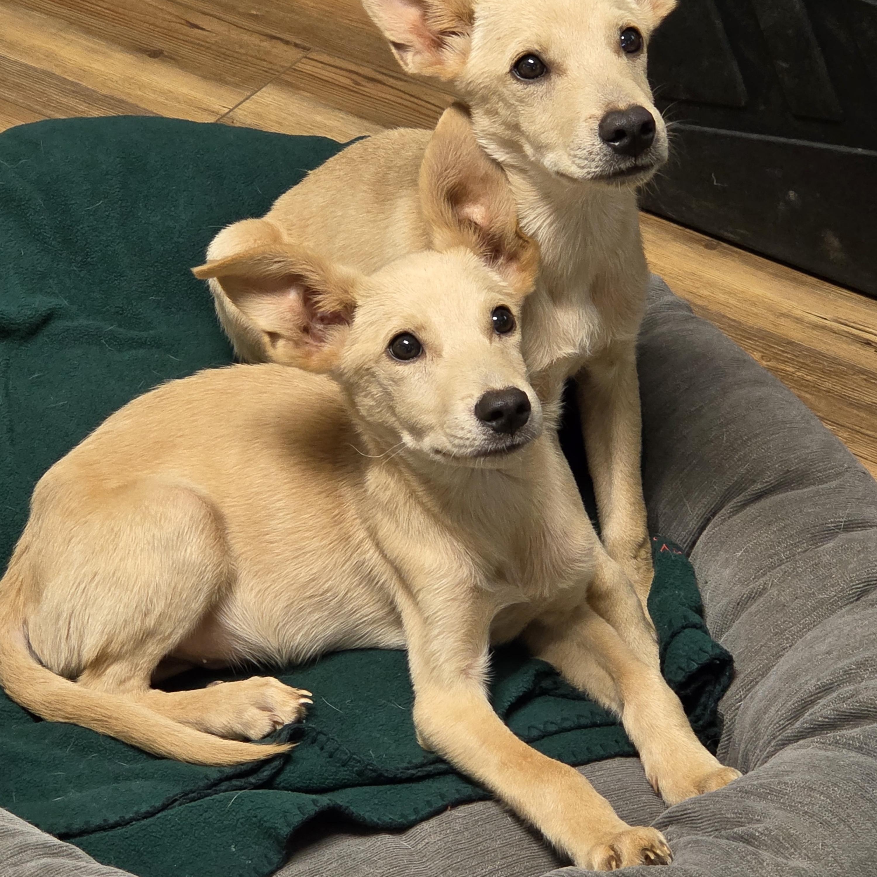 Waylon and Willie, ADOPTABLE, Young Male Terrier & Labrador Retriever.