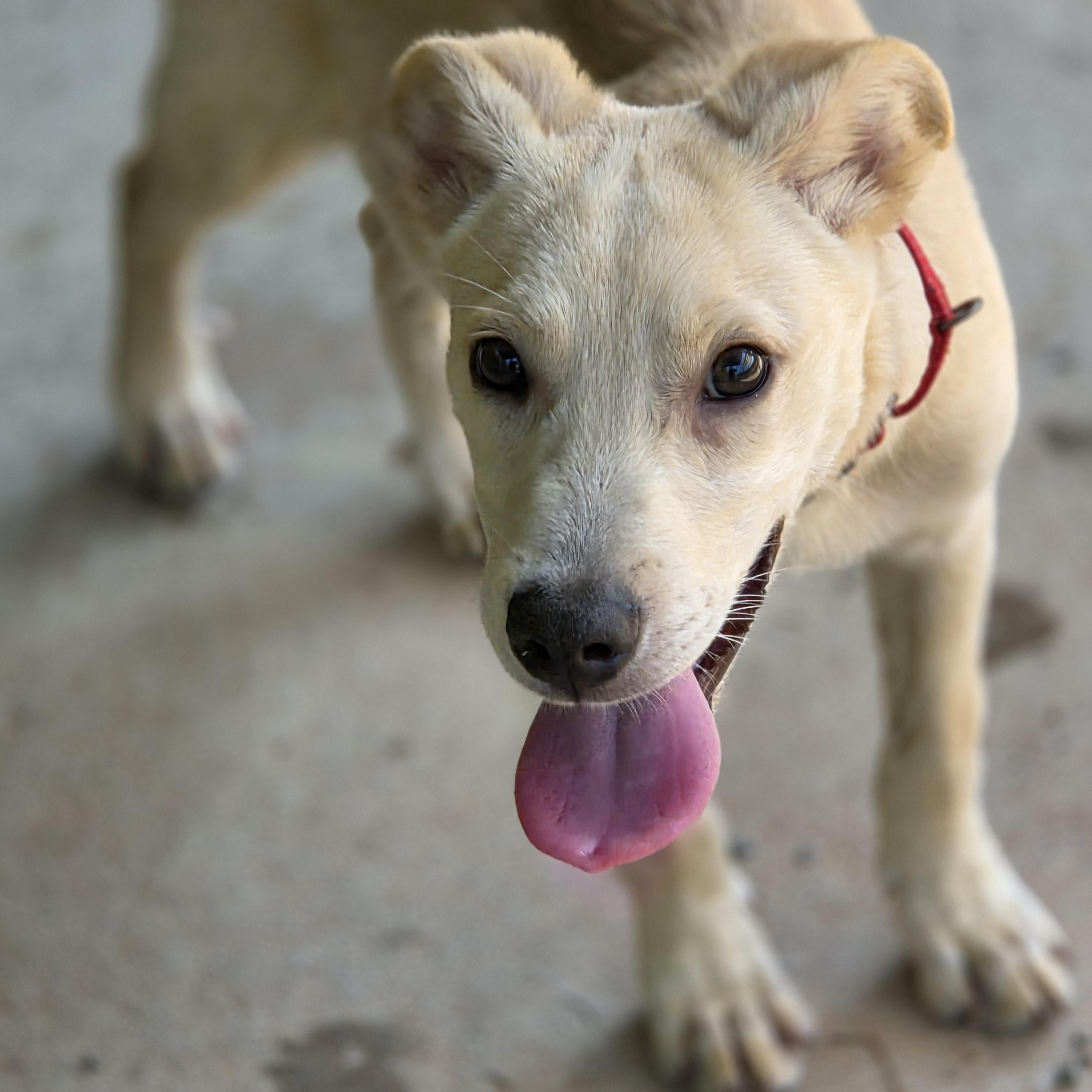 Enlarge Waylon and Willie, a ADOPTABLE mixed breed in Jasper, GA image 4/5