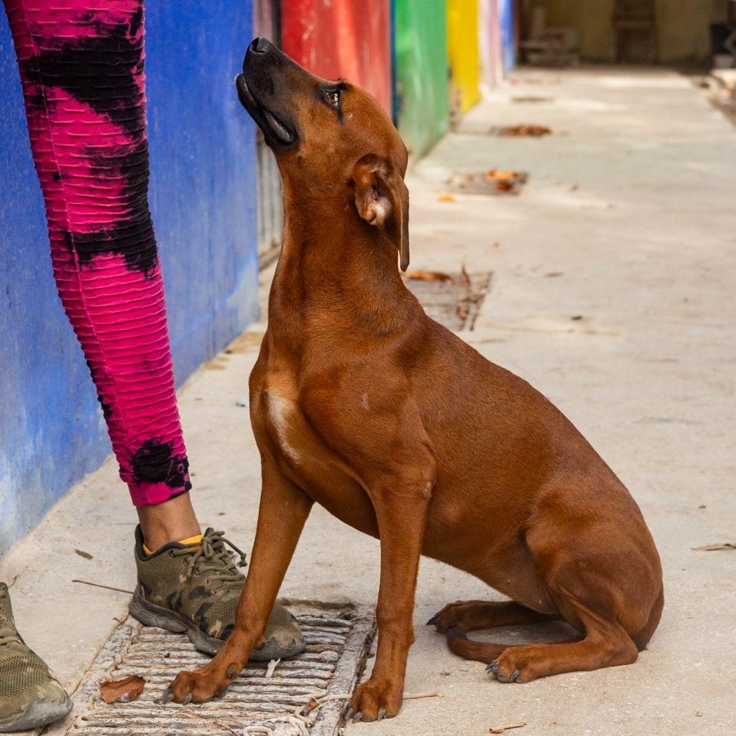 Janet, a ADOPTABLE mixed breed in New York, NY image 6/6