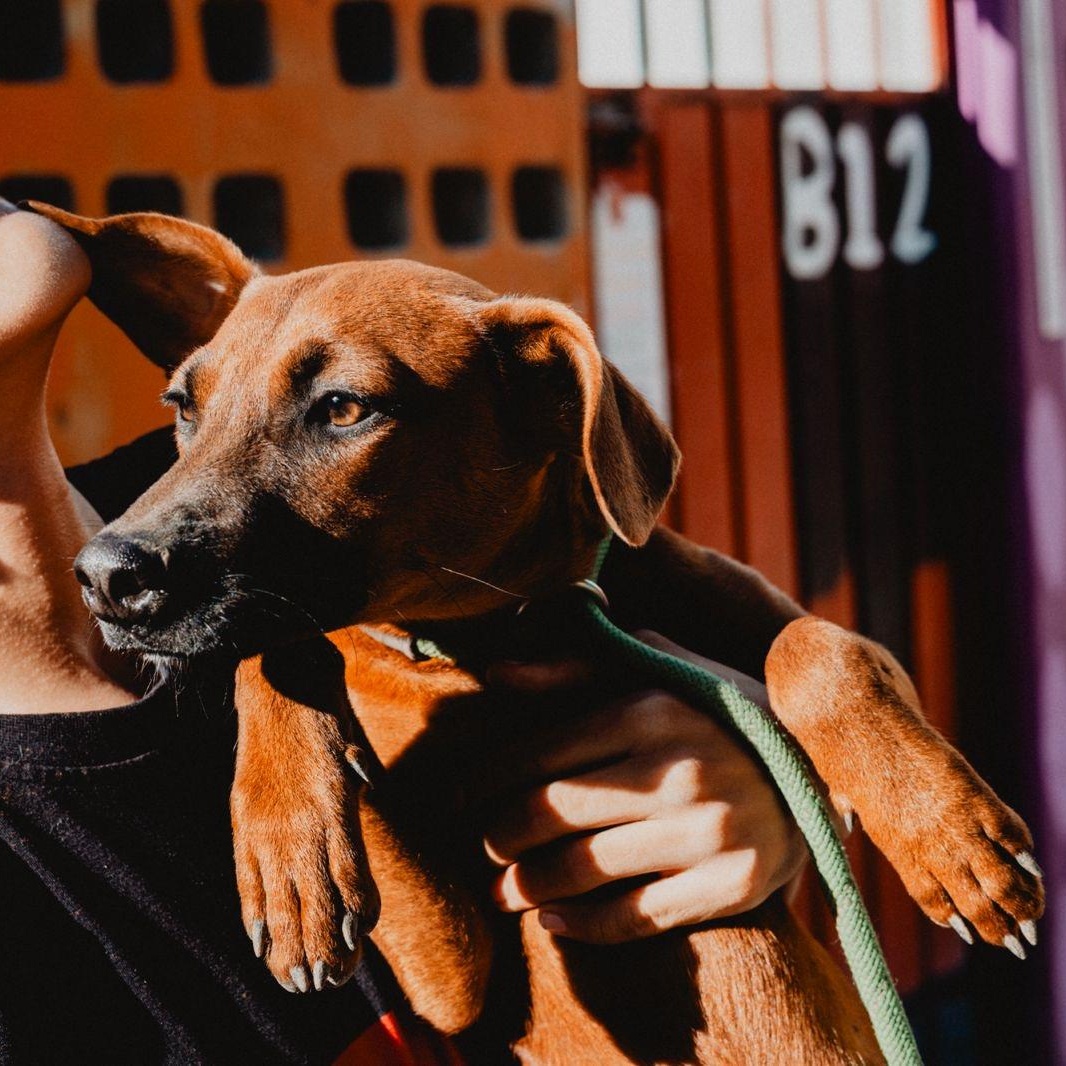 Enlarge Janet, a ADOPTABLE mixed breed in New York, NY image 3/6