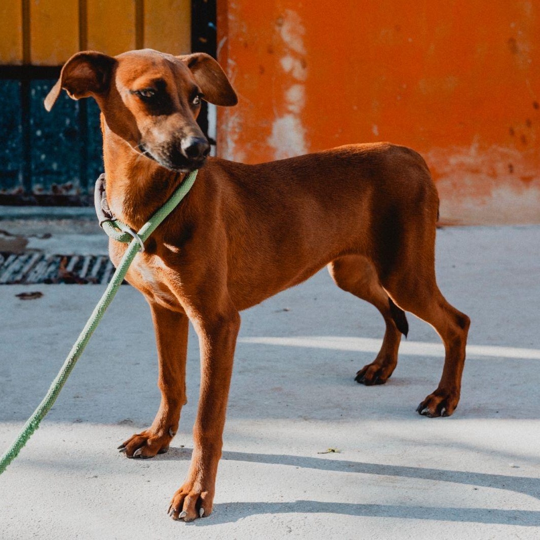 Enlarge Janet, a ADOPTABLE mixed breed in New York, NY image 1/6