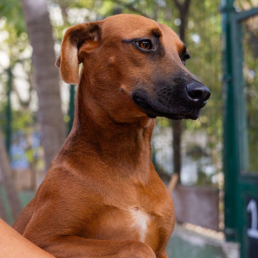 Janet, a ADOPTABLE mixed breed in New York, NY image 1/6