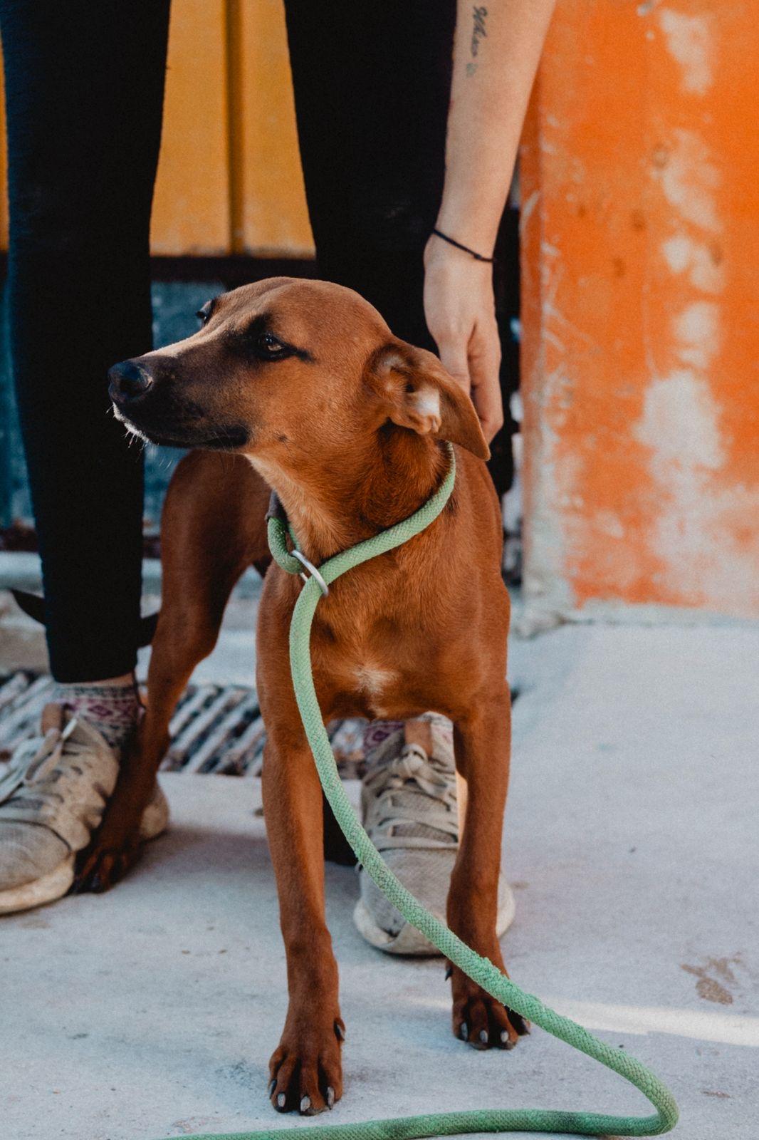 Enlarge Janet, a ADOPTABLE mixed breed in New York, NY image 4/6