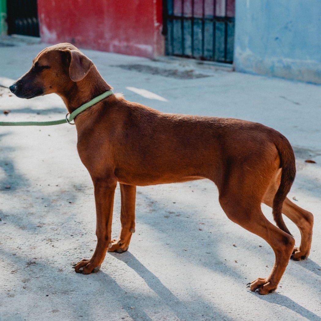 Enlarge Janet, a ADOPTABLE mixed breed in New York, NY image 5/6