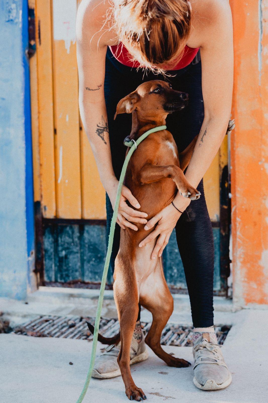 Enlarge Janet, a ADOPTABLE mixed breed in New York, NY image 6/6