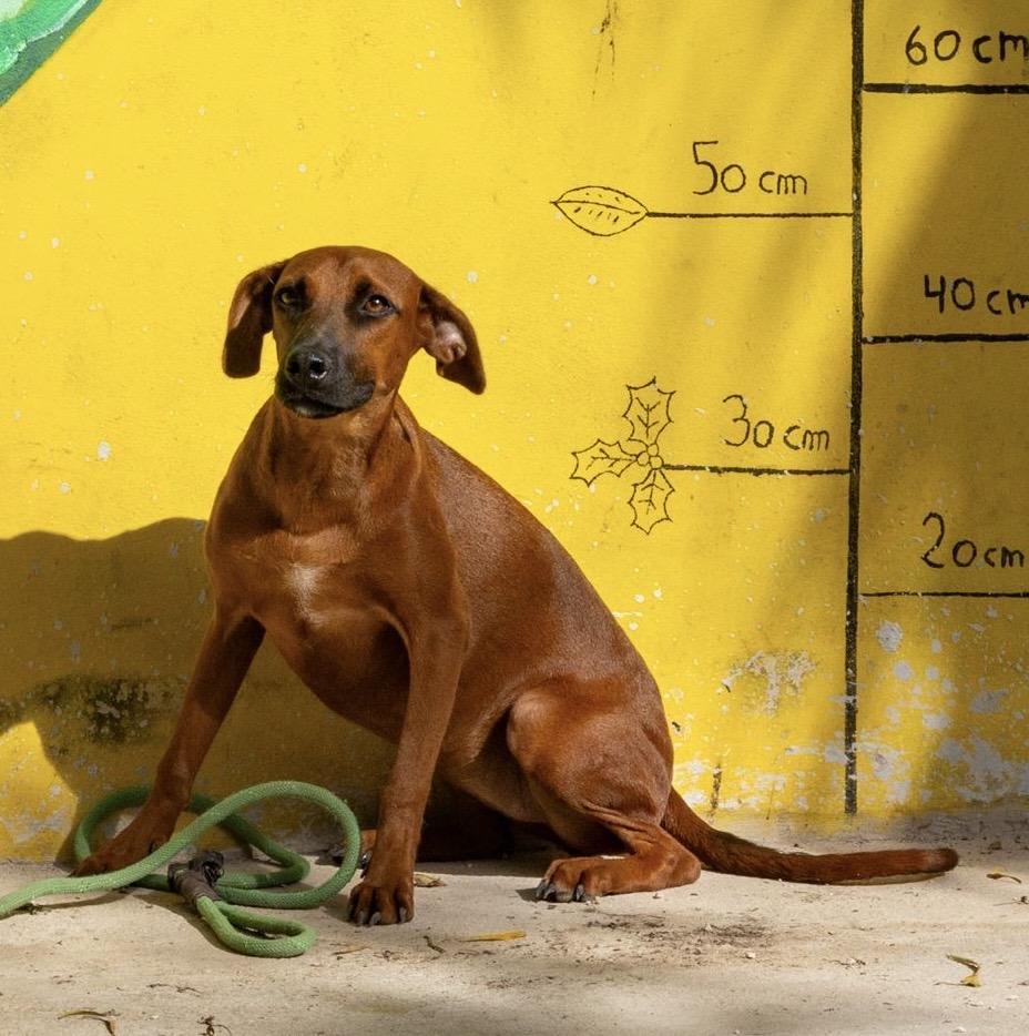 Janet, a ADOPTABLE mixed breed in New York, NY image 3/6