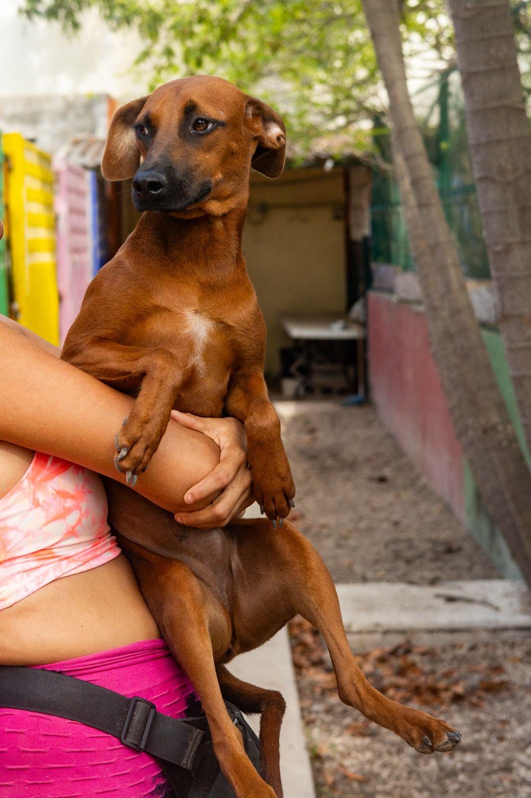 Janet, a ADOPTABLE mixed breed in New York, NY image 2/6