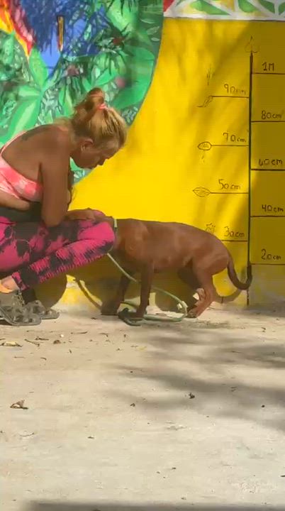 Enlarge Janet, a ADOPTABLE mixed breed in New York, NY video 5/6