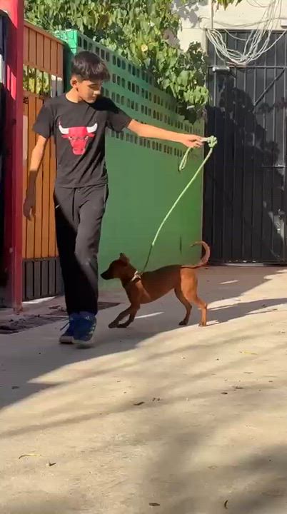 Enlarge Janet, a ADOPTABLE mixed breed in New York, NY video 2/6