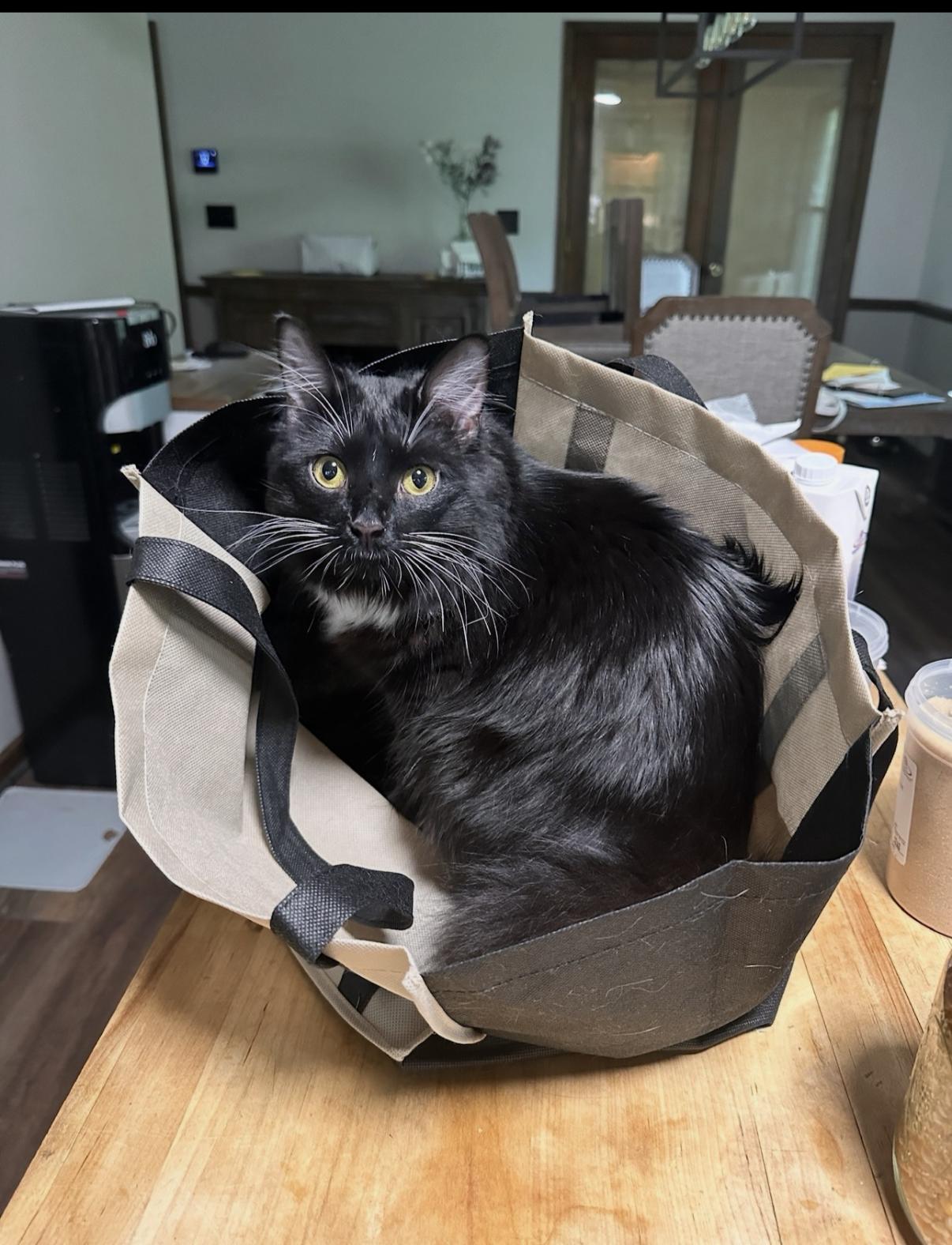 Clark, an adopted Domestic Long Hair in Athens, GA image 3/5