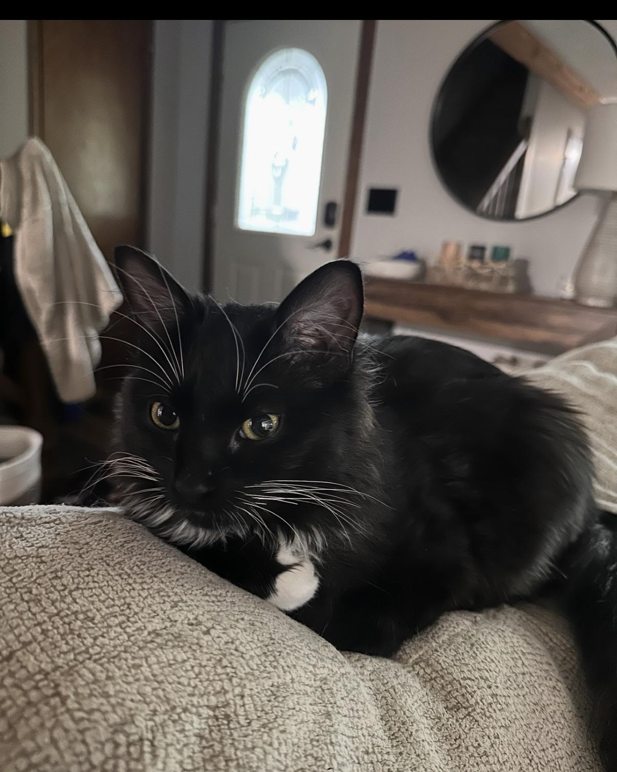 Clark, an adopted Domestic Long Hair in Athens, GA image 2/5