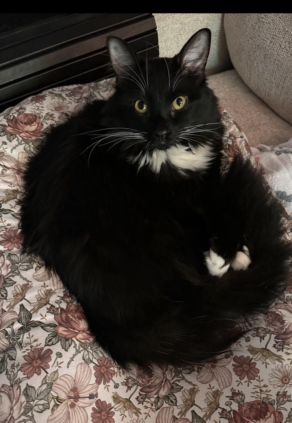 Clark, an adopted Domestic Long Hair in Athens, GA image 4/5