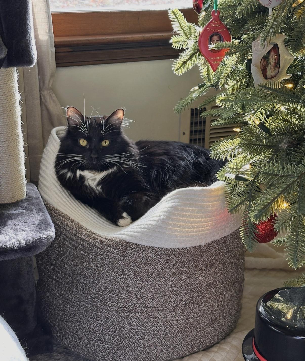 Clark, an adopted Domestic Long Hair in Athens, GA image 1/5