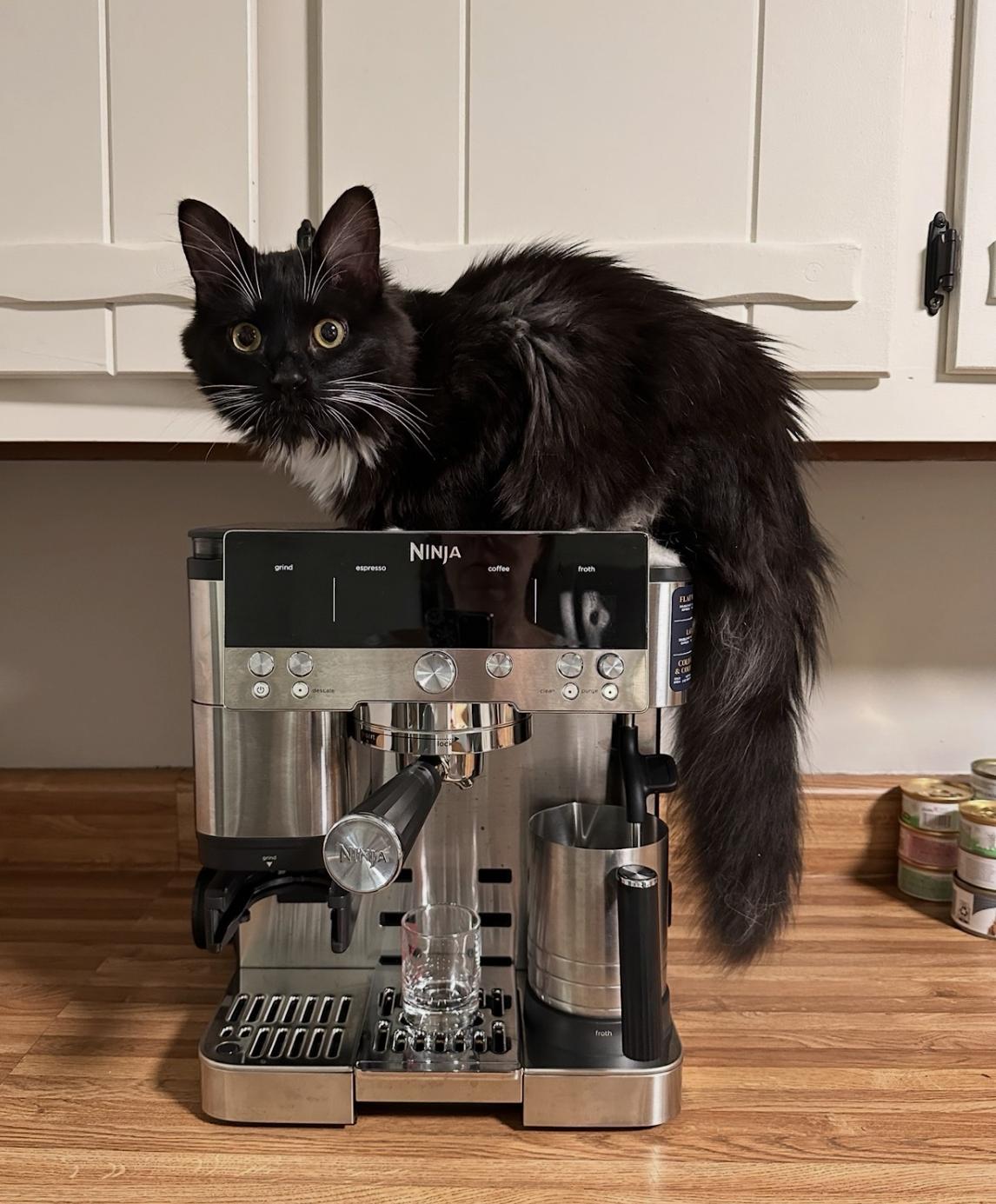 Clark, an adopted Domestic Long Hair in Athens, GA image 5/5