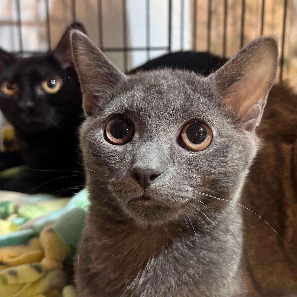 Enlarge Knickknack, a Adoptable Domestic Short Hair in Salisbury, MA image 1/3