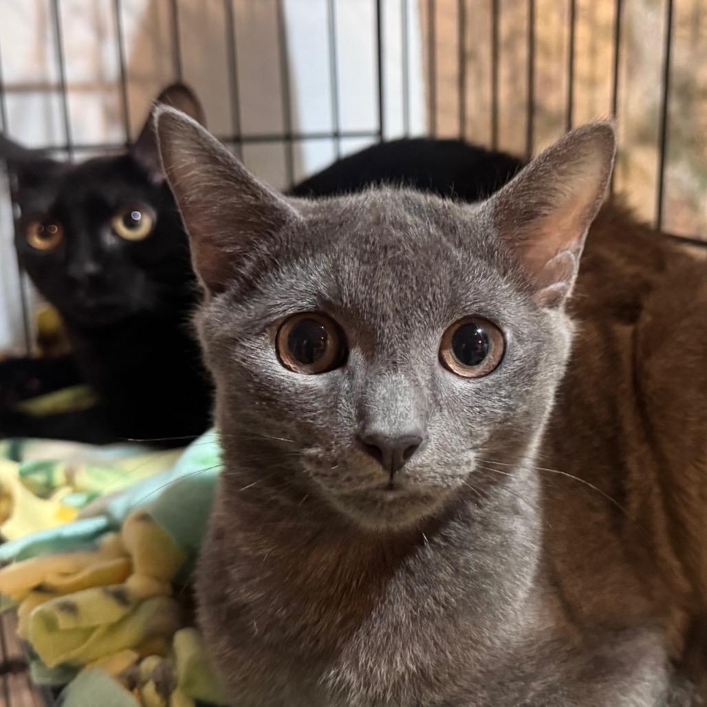 Enlarge Knickknack, a Adoptable Domestic Short Hair in Salisbury, MA image 2/3
