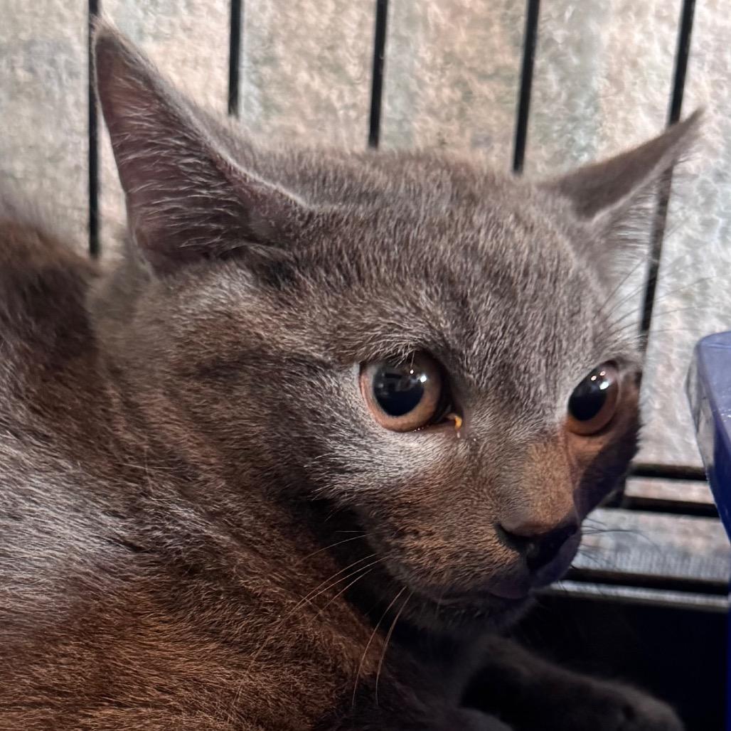 Enlarge Knickknack, a Adoptable Domestic Short Hair in Salisbury, MA image 3/3