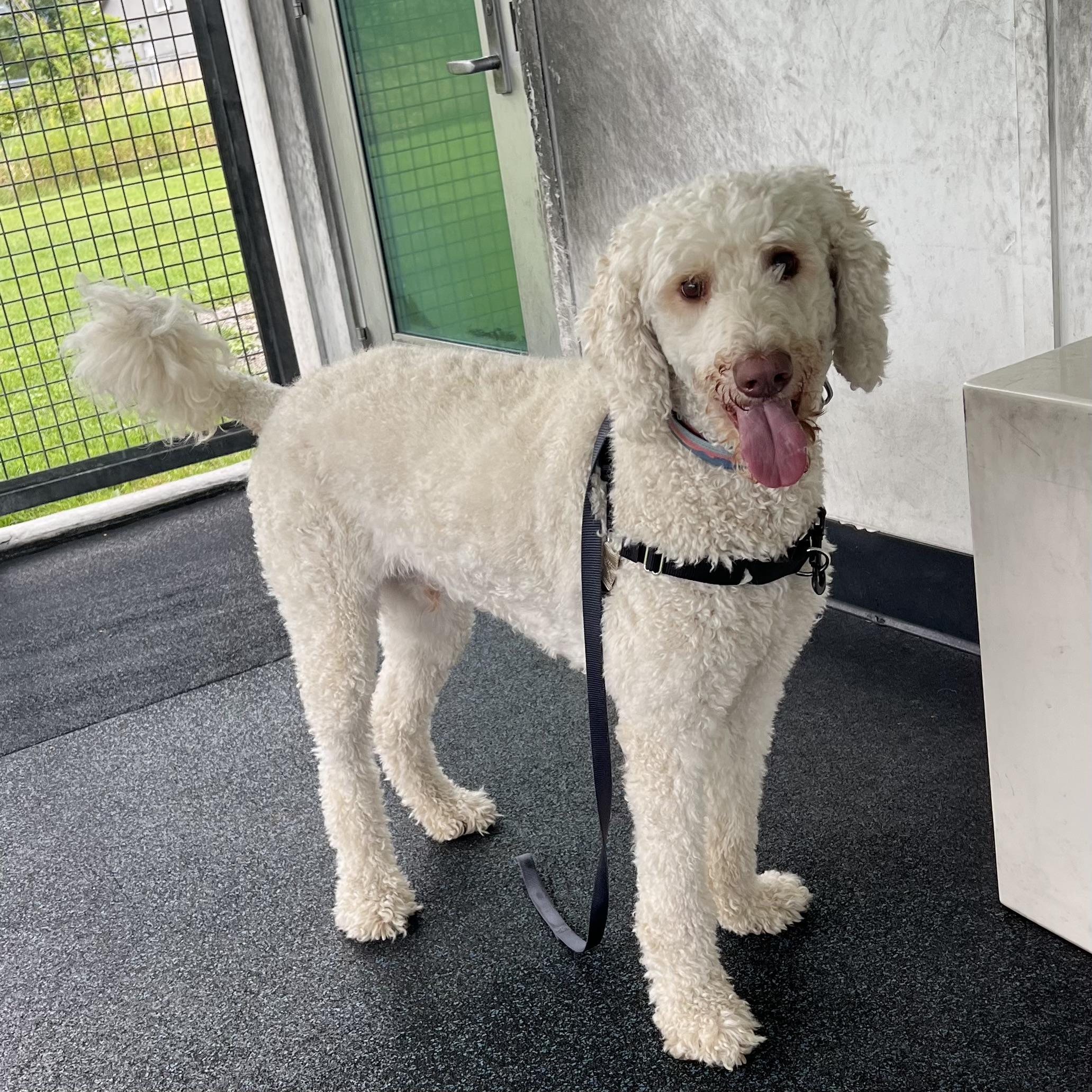 Enlarge Churro, a Adopted Goldendoodle in Ithaca, NY image 2/4