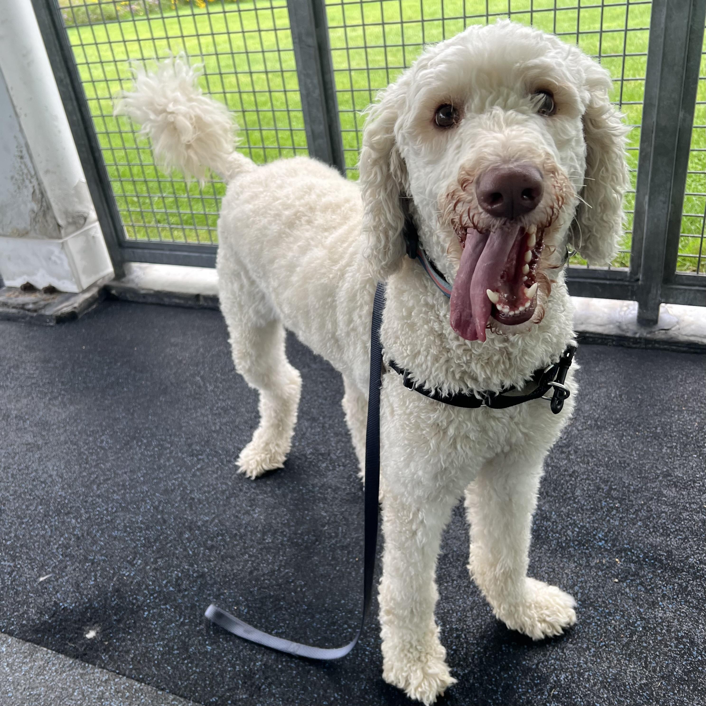 Enlarge Churro, a Adopted Goldendoodle in Ithaca, NY image 3/4