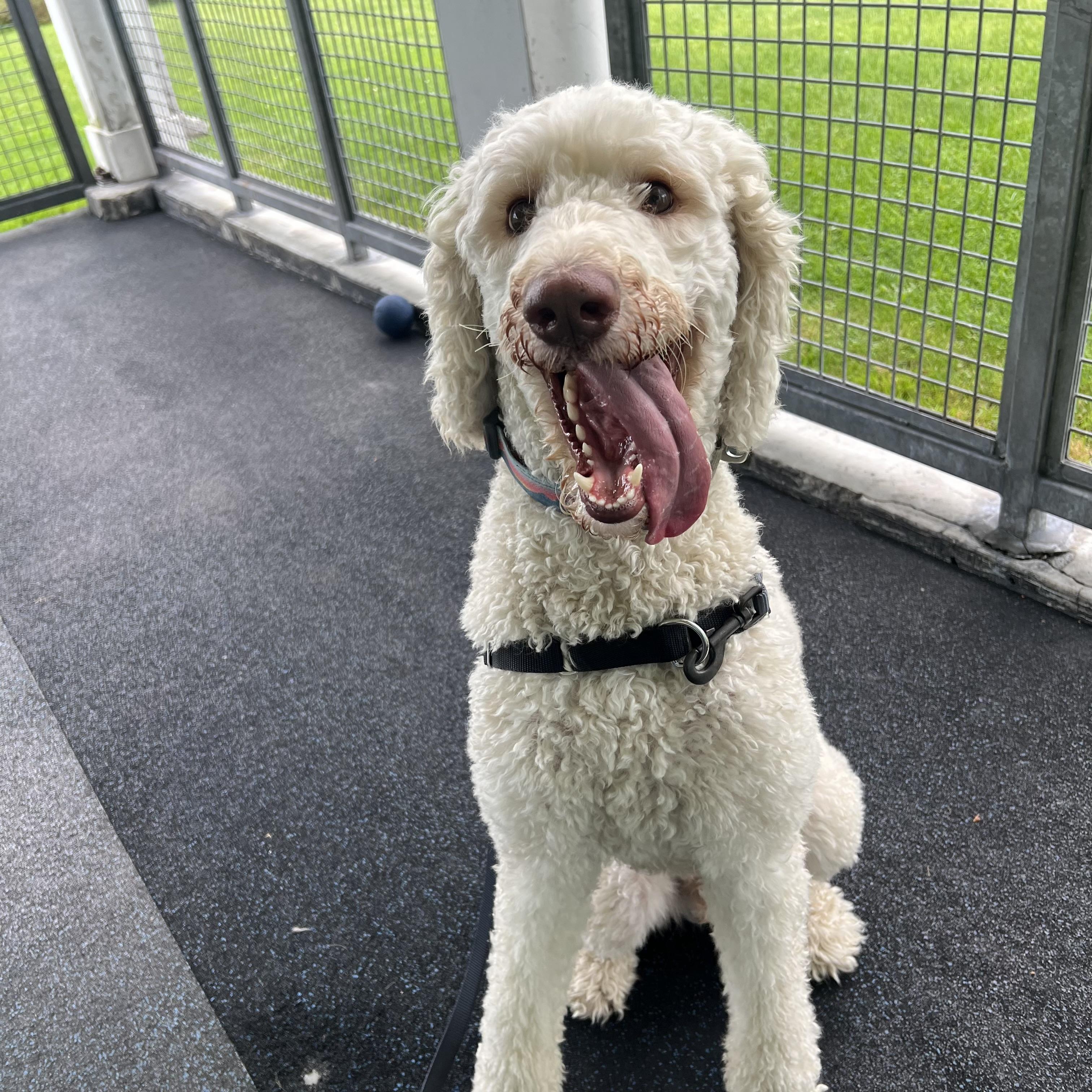 Enlarge Churro, a Adopted Goldendoodle in Ithaca, NY image 4/4
