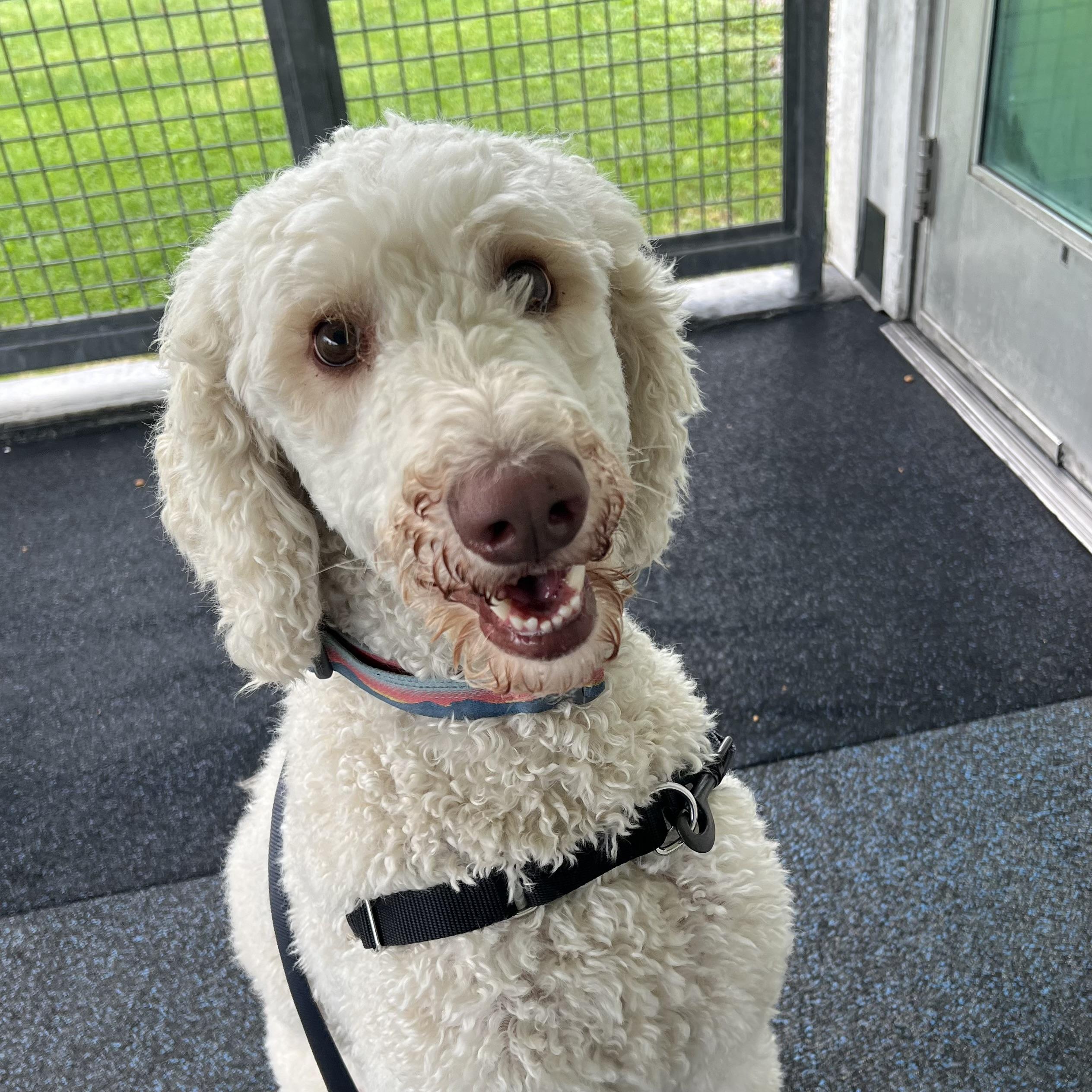 Enlarge Churro, a Adopted Goldendoodle in Ithaca, NY image 1/4