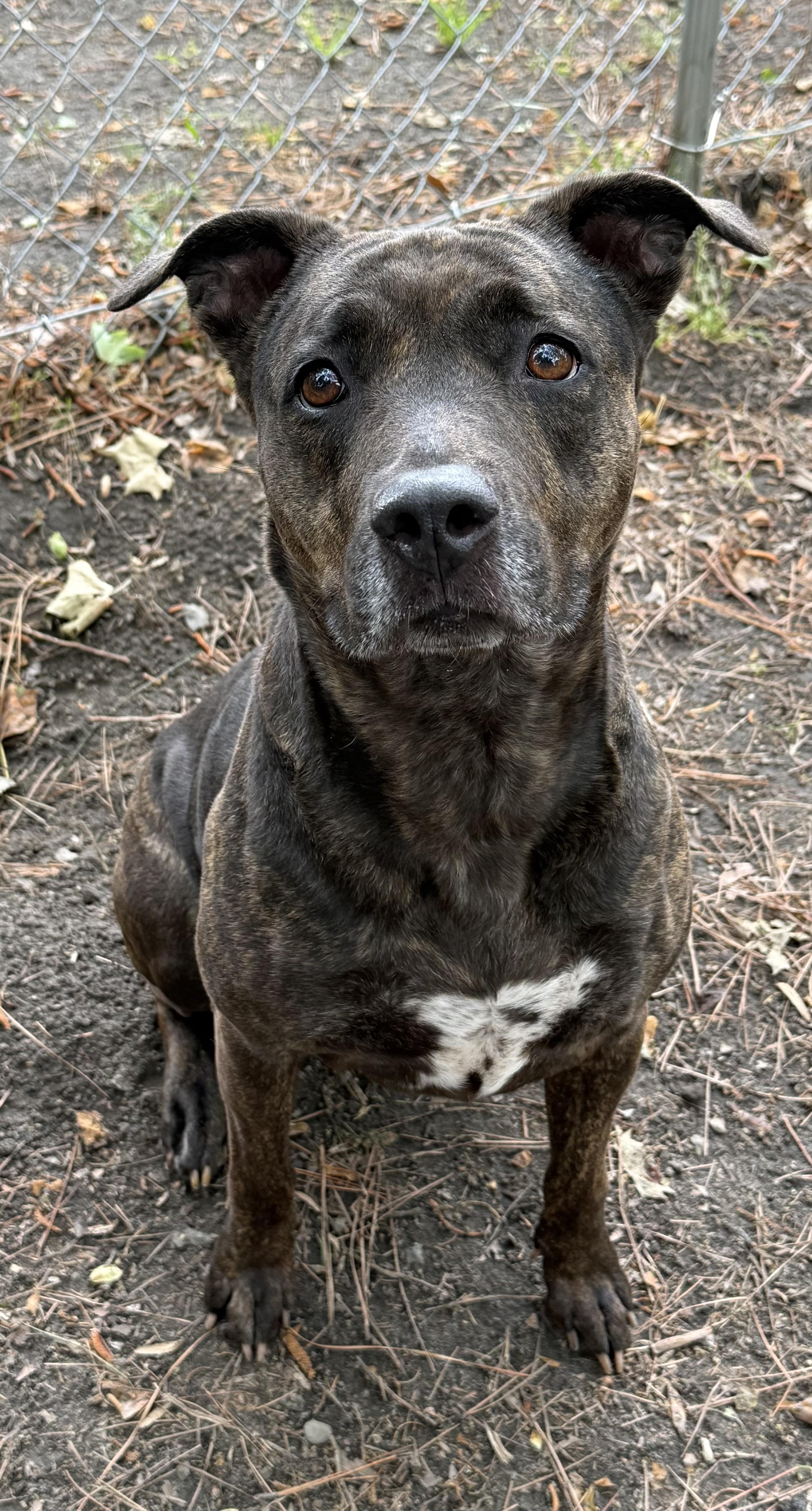 GRACIE MAE, a ADOPTABLE mixed breed in Heathsville, VA image 4/5