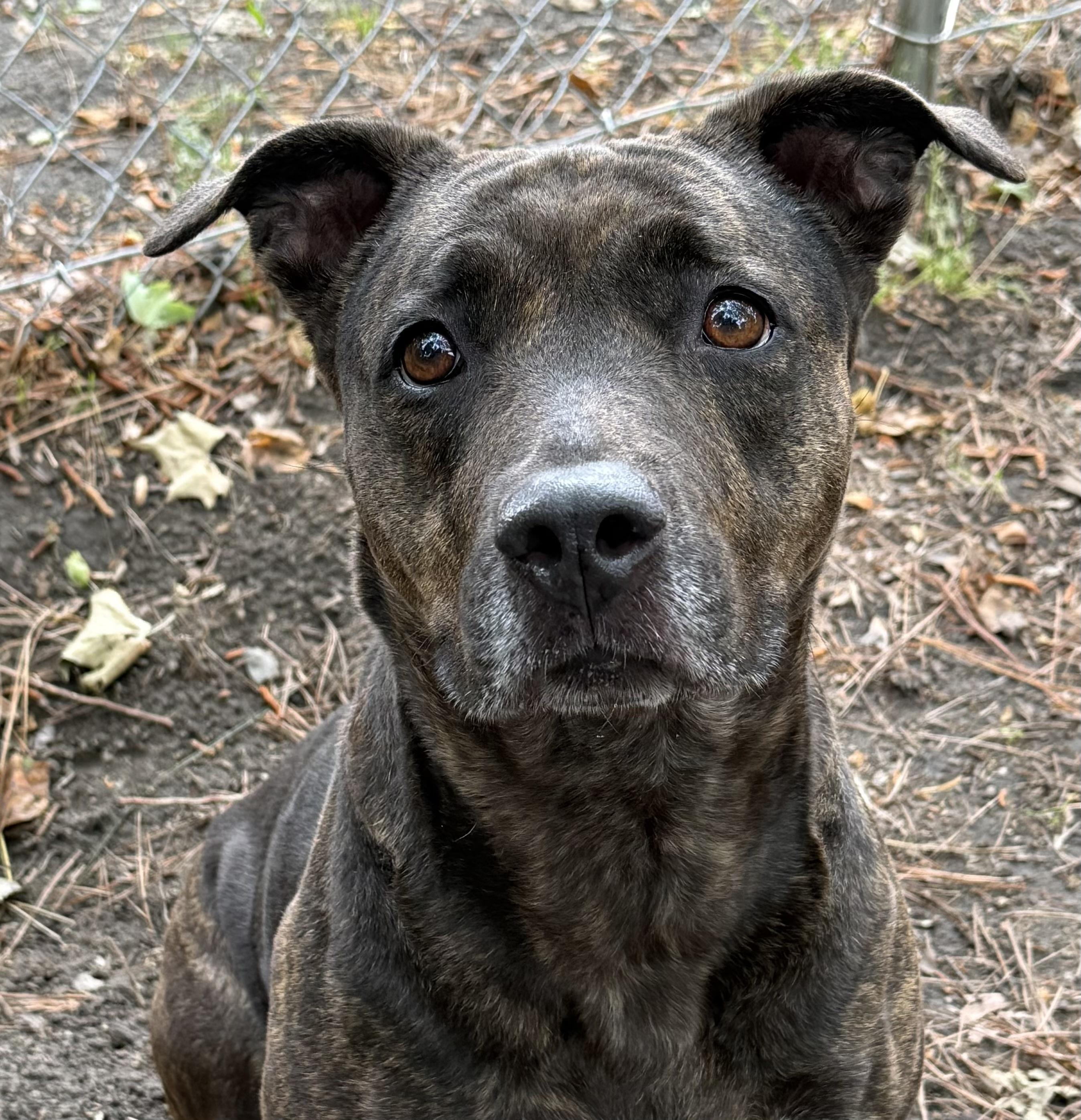 GRACIE MAE, ADOPTABLE, Adult Female Pit Bull Terrier & Mixed Breed.