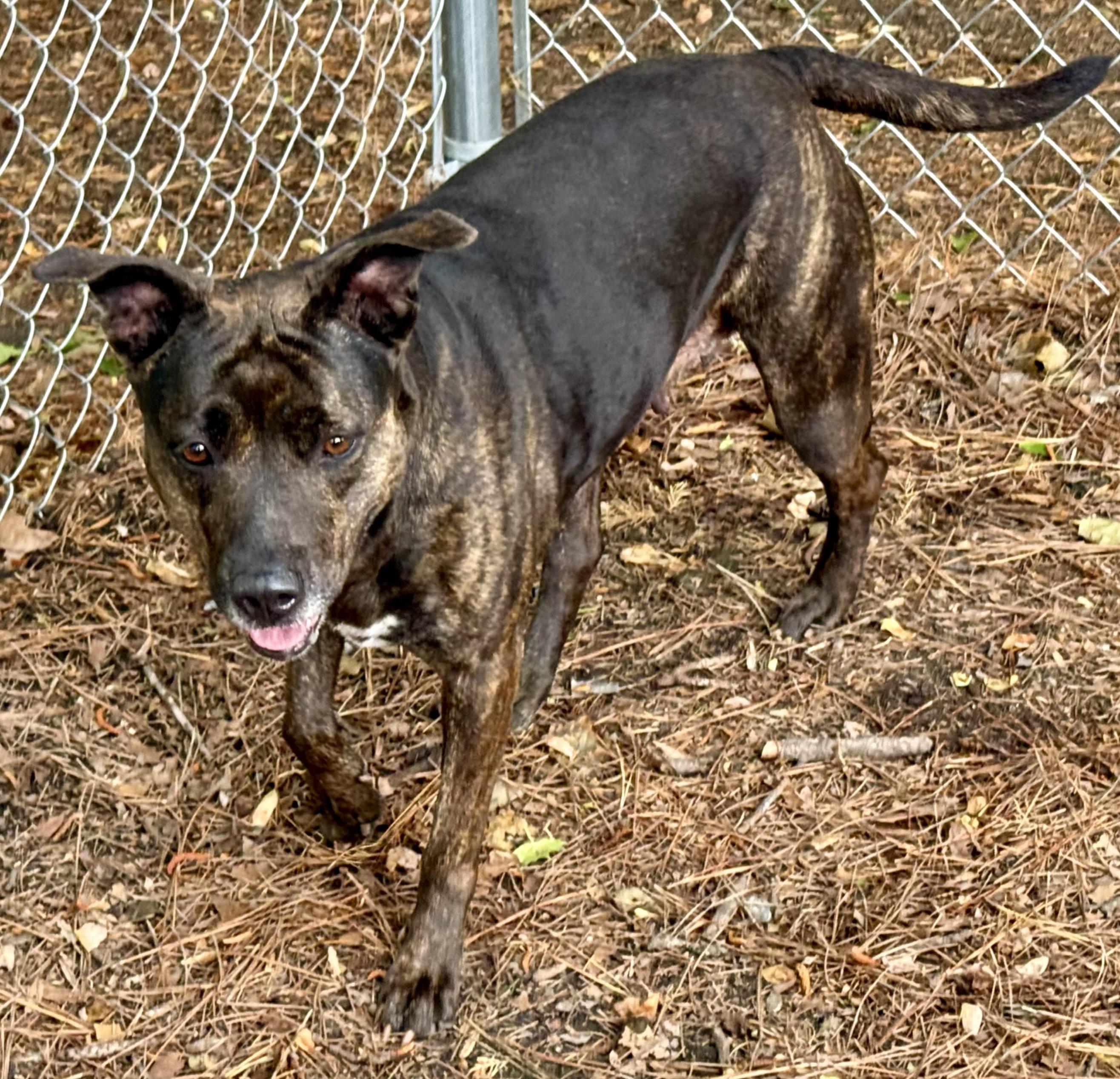 GRACIE MAE, a ADOPTABLE mixed breed in Heathsville, VA image 2/5