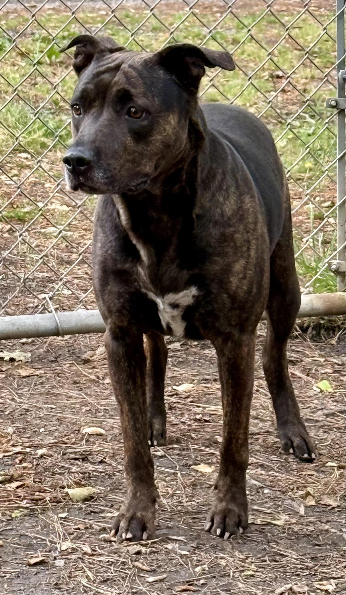 GRACIE MAE, a ADOPTABLE mixed breed in Heathsville, VA image 3/5