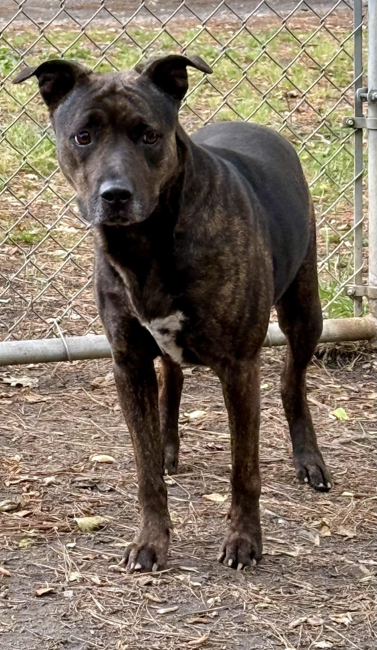 GRACIE MAE, a ADOPTABLE mixed breed in Heathsville, VA image 5/5